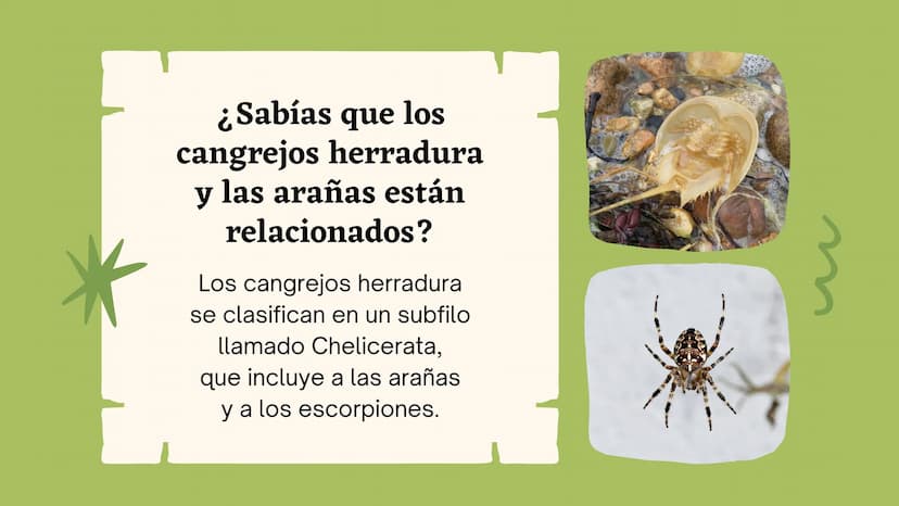 Clasificando
organismos
¿Cómo y por qué agrupamos
a los seres vivos?
いい
111 Enfoque de hoy
Clasificación
El rol de la clasificación
Herramie