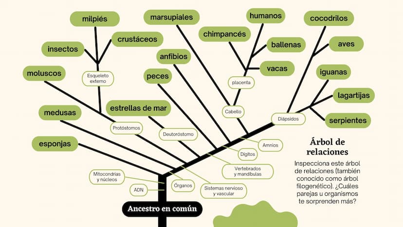 Clasificando
organismos
¿Cómo y por qué agrupamos
a los seres vivos?
いい
111 Enfoque de hoy
Clasificación
El rol de la clasificación
Herramie
