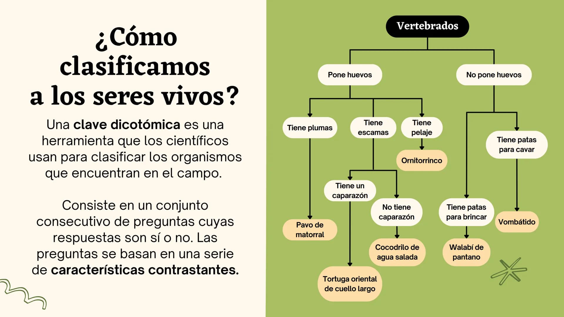 Clasificando
organismos
¿Cómo y por qué agrupamos
a los seres vivos?
いい
111 Enfoque de hoy
Clasificación
El rol de la clasificación
Herramie