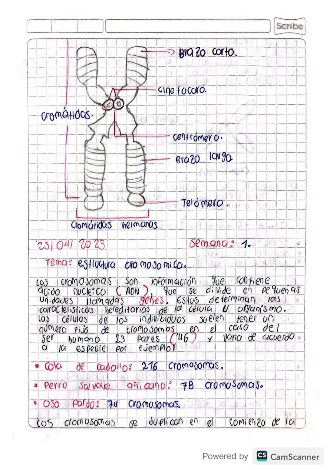 Son
CROMOSOMAS:
Cuerpos
en forma de bastoncillo
pequeños
Constituidos
de la cromatina del núcleo durante la división celular
Powered by CS C