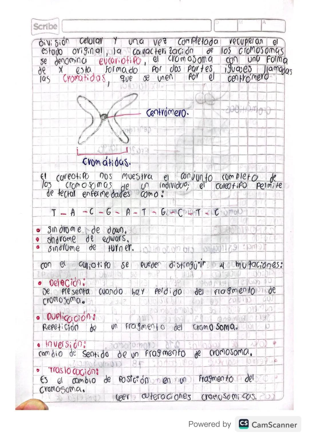 Son
CROMOSOMAS:
Cuerpos
en forma de bastoncillo
pequeños
Constituidos
de la cromatina del núcleo durante la división celular
Powered by CS C