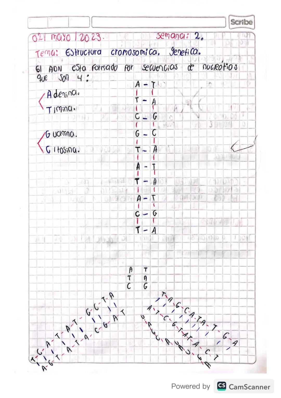Son
CROMOSOMAS:
Cuerpos
en forma de bastoncillo
pequeños
Constituidos
de la cromatina del núcleo durante la división celular
Powered by CS C