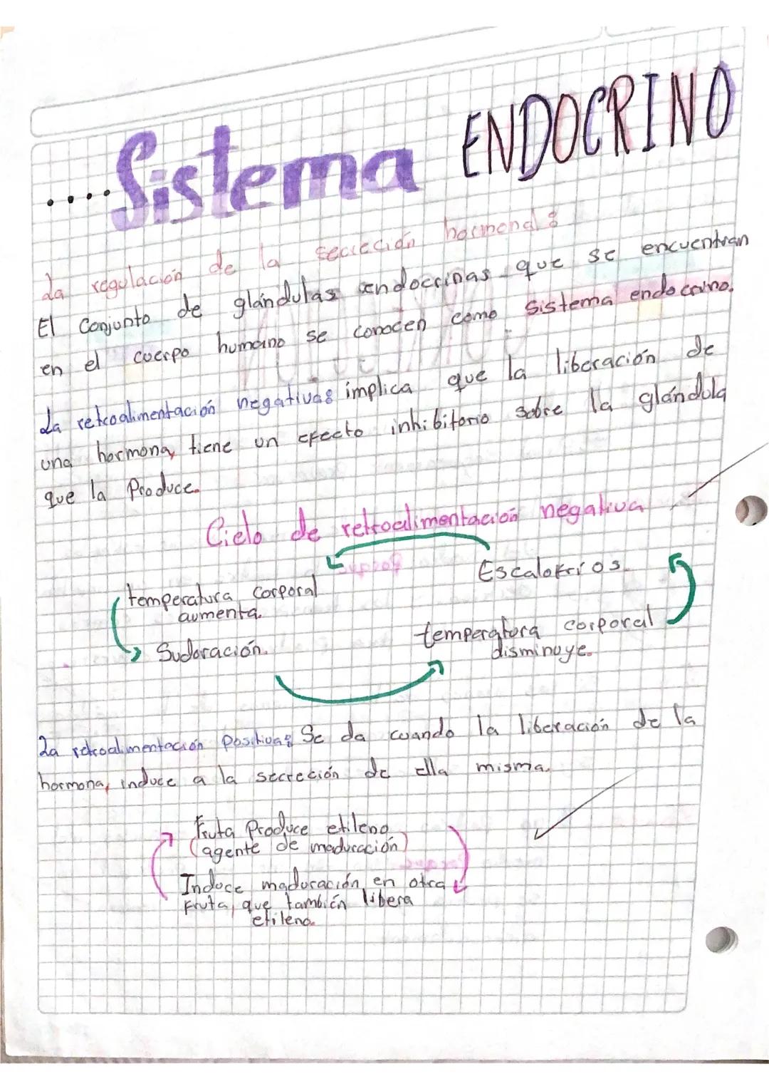 Sistema endocrino 