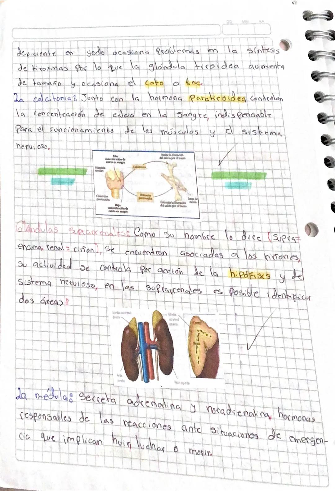 da
··Sistema ENDOCRINO
secreción
hormona &
El Conjunto de glándulas endocrinas que se encuentran
La regulación de
en
el
Cuerpo
humano se
Con