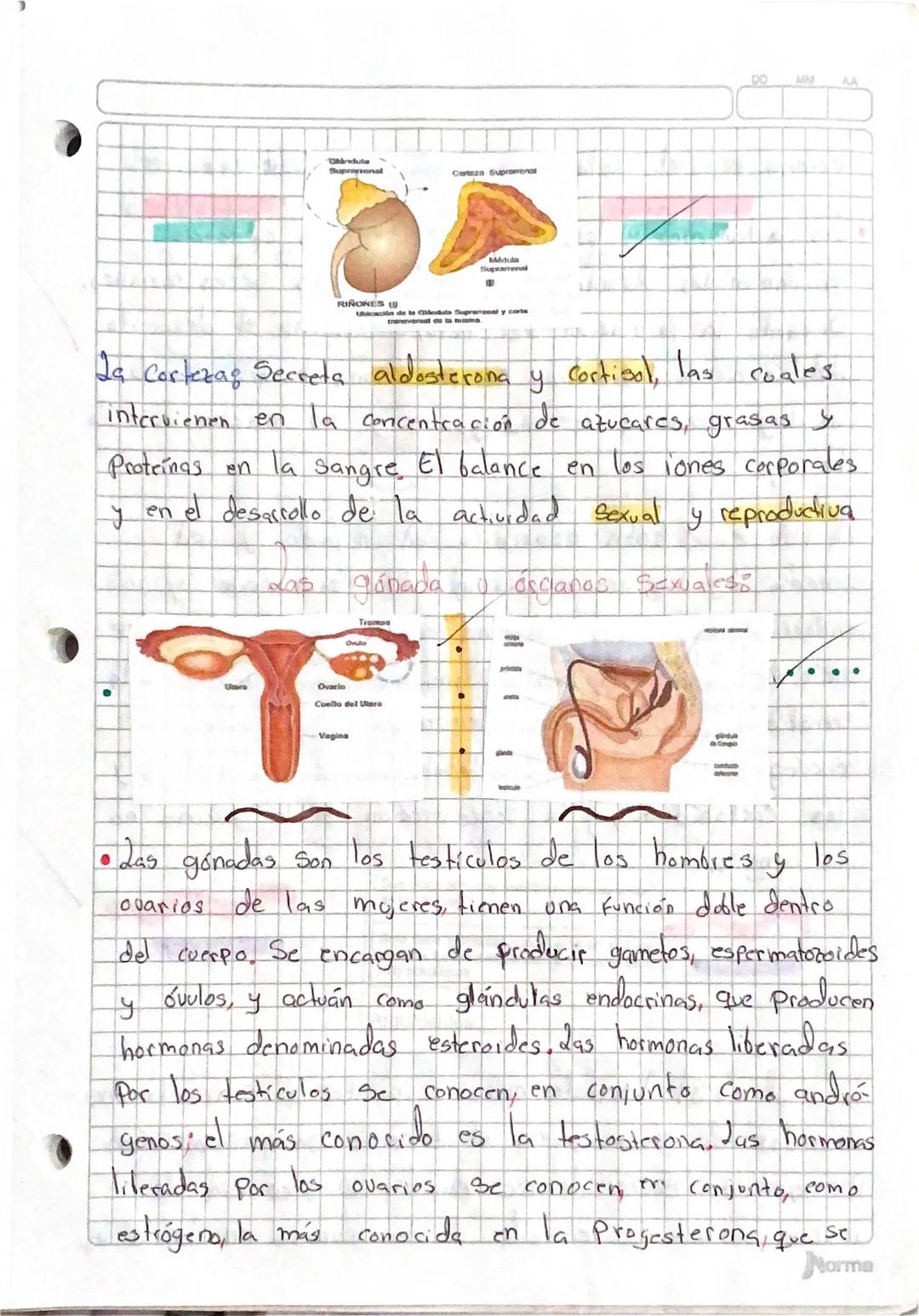 da
··Sistema ENDOCRINO
secreción
hormona &
El Conjunto de glándulas endocrinas que se encuentran
La regulación de
en
el
Cuerpo
humano se
Con