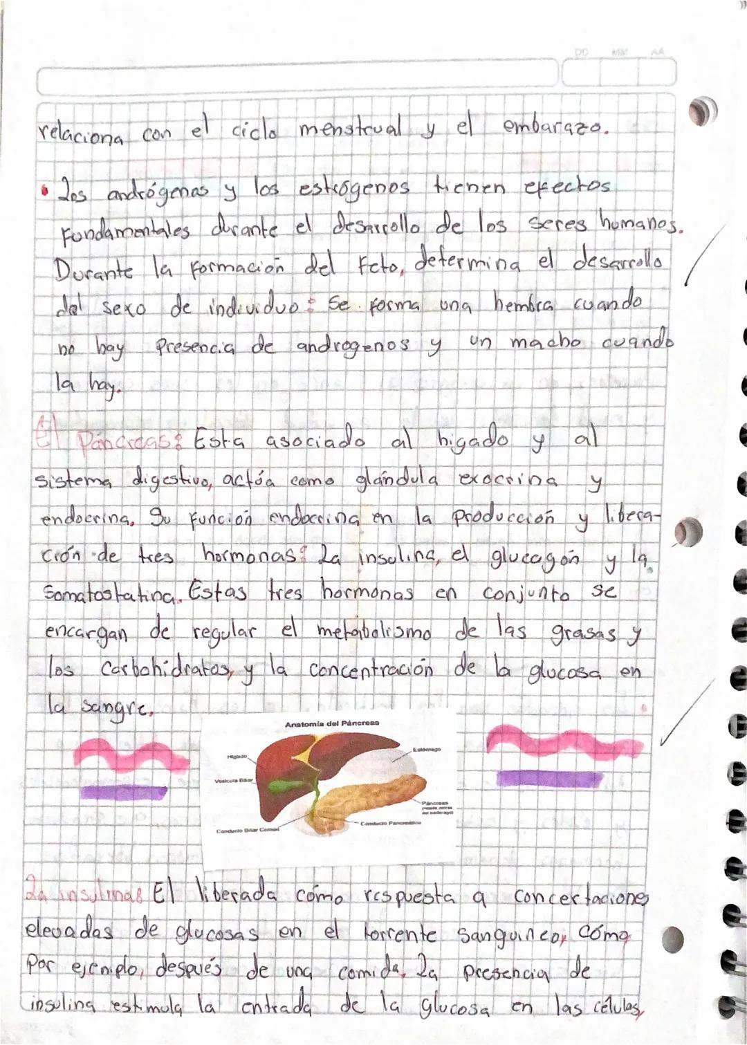 da
··Sistema ENDOCRINO
secreción
hormona &
El Conjunto de glándulas endocrinas que se encuentran
La regulación de
en
el
Cuerpo
humano se
Con