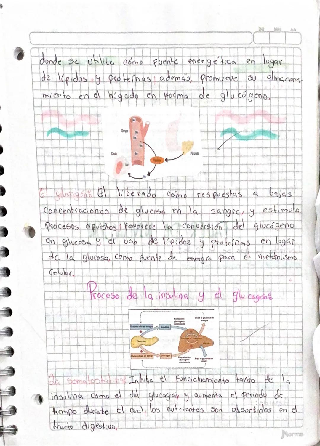 da
··Sistema ENDOCRINO
secreción
hormona &
El Conjunto de glándulas endocrinas que se encuentran
La regulación de
en
el
Cuerpo
humano se
Con