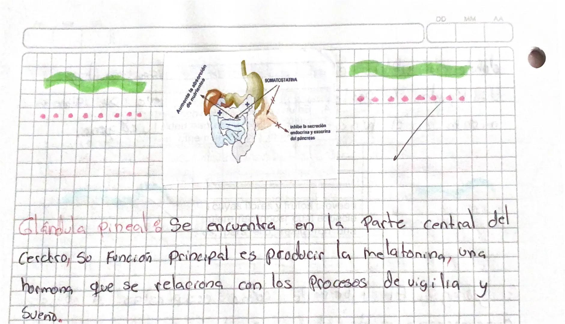 da
··Sistema ENDOCRINO
secreción
hormona &
El Conjunto de glándulas endocrinas que se encuentran
La regulación de
en
el
Cuerpo
humano se
Con
