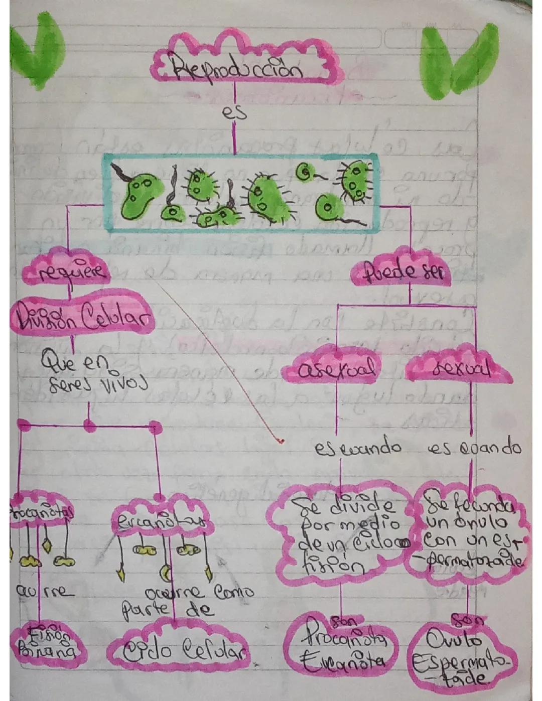La Reproducción 🍓✨