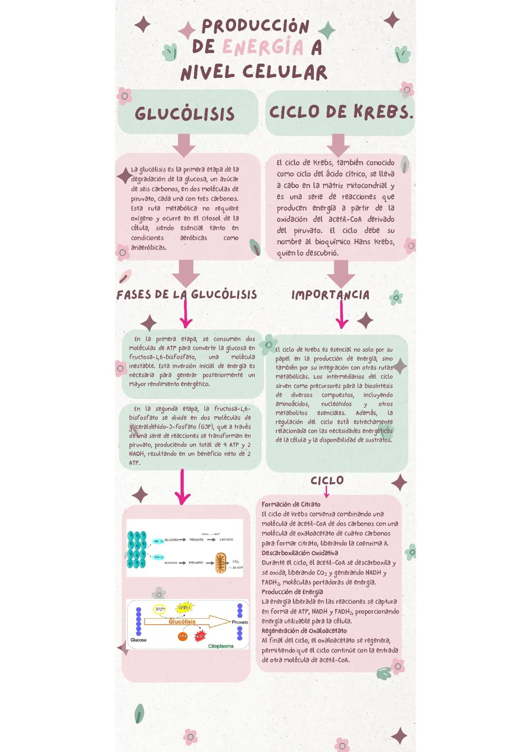 Ciclo de krebs 