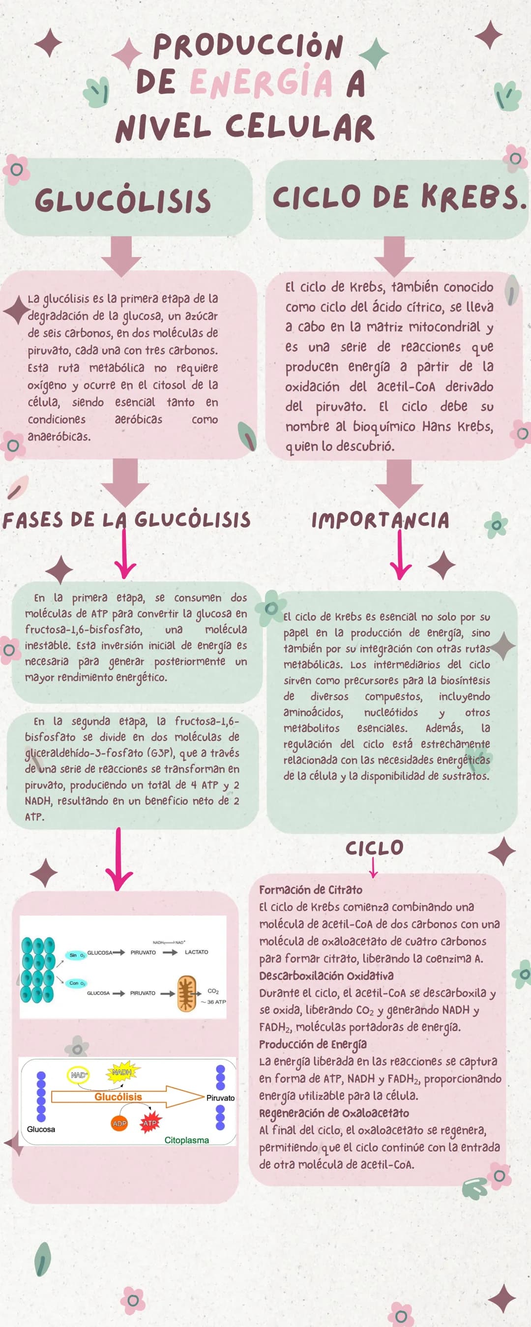PRODUCCIÓN
DE ENERGIA A
NIVEL CELULAR
GLUCÓLISIS
CICLO DE KREBS.
La glucólisis es la primera etapa de la
degradación de la glucosa, un azúca