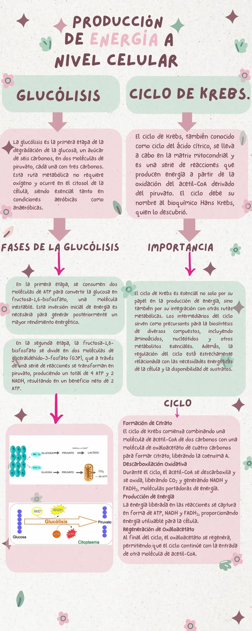 PRODUCCIÓN
DE ENERGIA A
NIVEL CELULAR
GLUCÓLISIS
CICLO DE KREBS.
La glucólisis es la primera etapa de la
degradación de la glucosa, un azúca