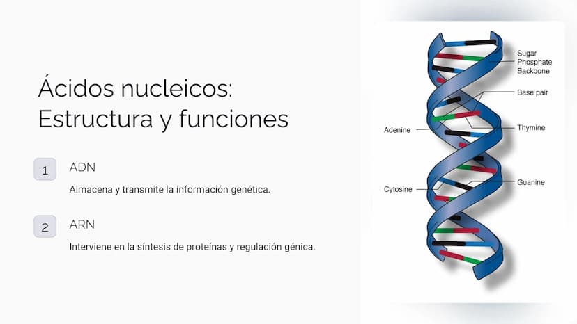 Bioquímica:
Estructura y función de
biomoléculas
Exploremos los conceptos fundamentales de la bioquímica,
desde la estructura hasta las func