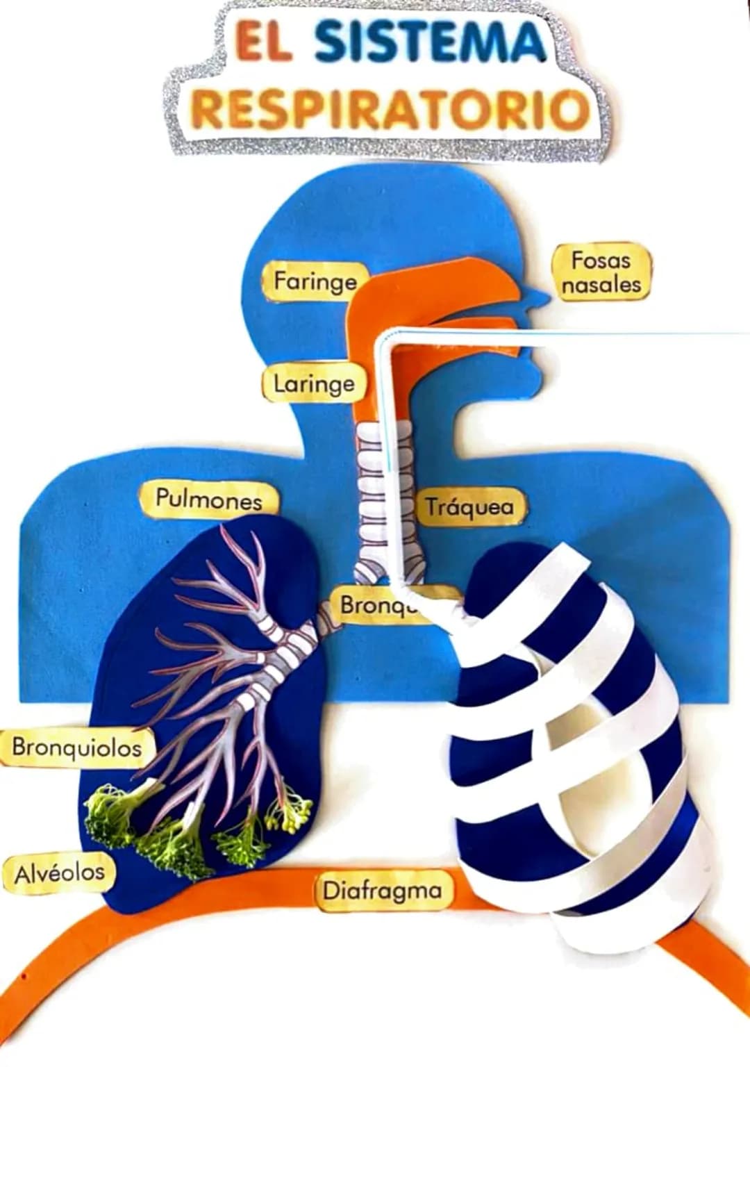 Bronquiolos
EL SISTEMA
RESPIRATORIO
Pulmones
Faringe
Fosas
nasales
Laringe
Bronq
Tráquea
Alvéolos
Diafragma