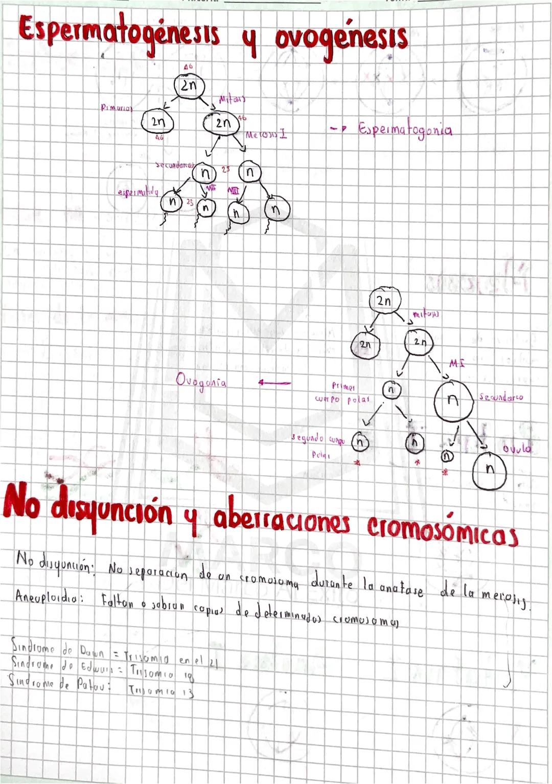 Espermatogenesis y ovogenesis
A6
2η
4
Pimarias
Mitars
2n
2n
46
Merom I
Espermatogonia
espermatidy
Secundara
n
25
WIT
23
n
n
Ovogonia
4
2n
Mi