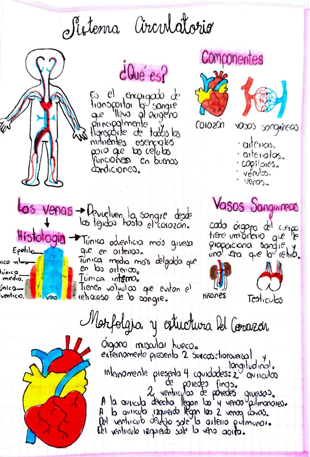 # Sistema Circulatorio

¿Qué es?
Es el encargado de
transportar bu sangie
que lleva al exigeno
pincipalmente
tignsporte de todos los
nutrien