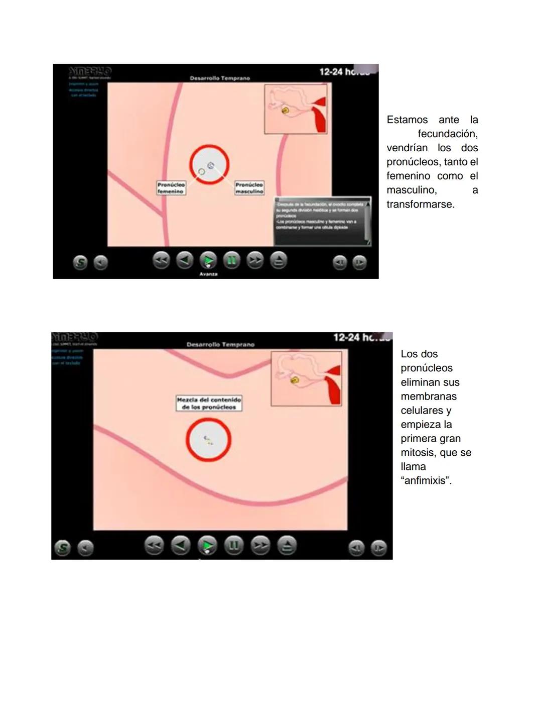 Transcripción clase de embriología - 22/10/20 - 9 a 11 a.m.
Tema de la clase: Gametogénesis, fecundación y período embrionario (1ª a 3ª
sema