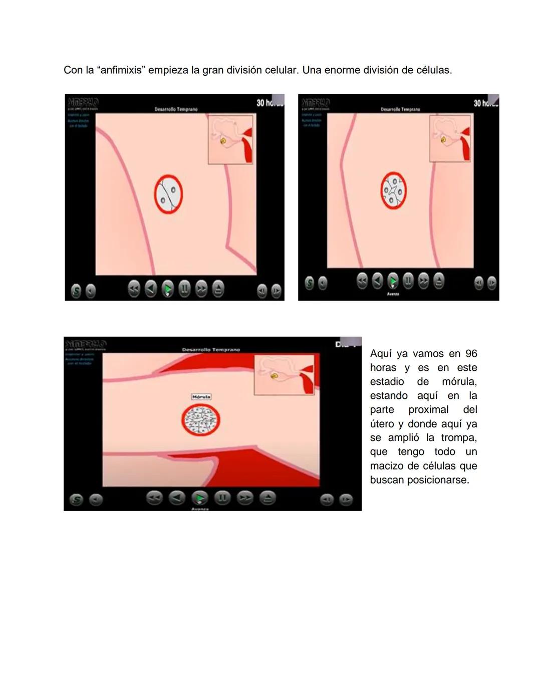Transcripción clase de embriología - 22/10/20 - 9 a 11 a.m.
Tema de la clase: Gametogénesis, fecundación y período embrionario (1ª a 3ª
sema