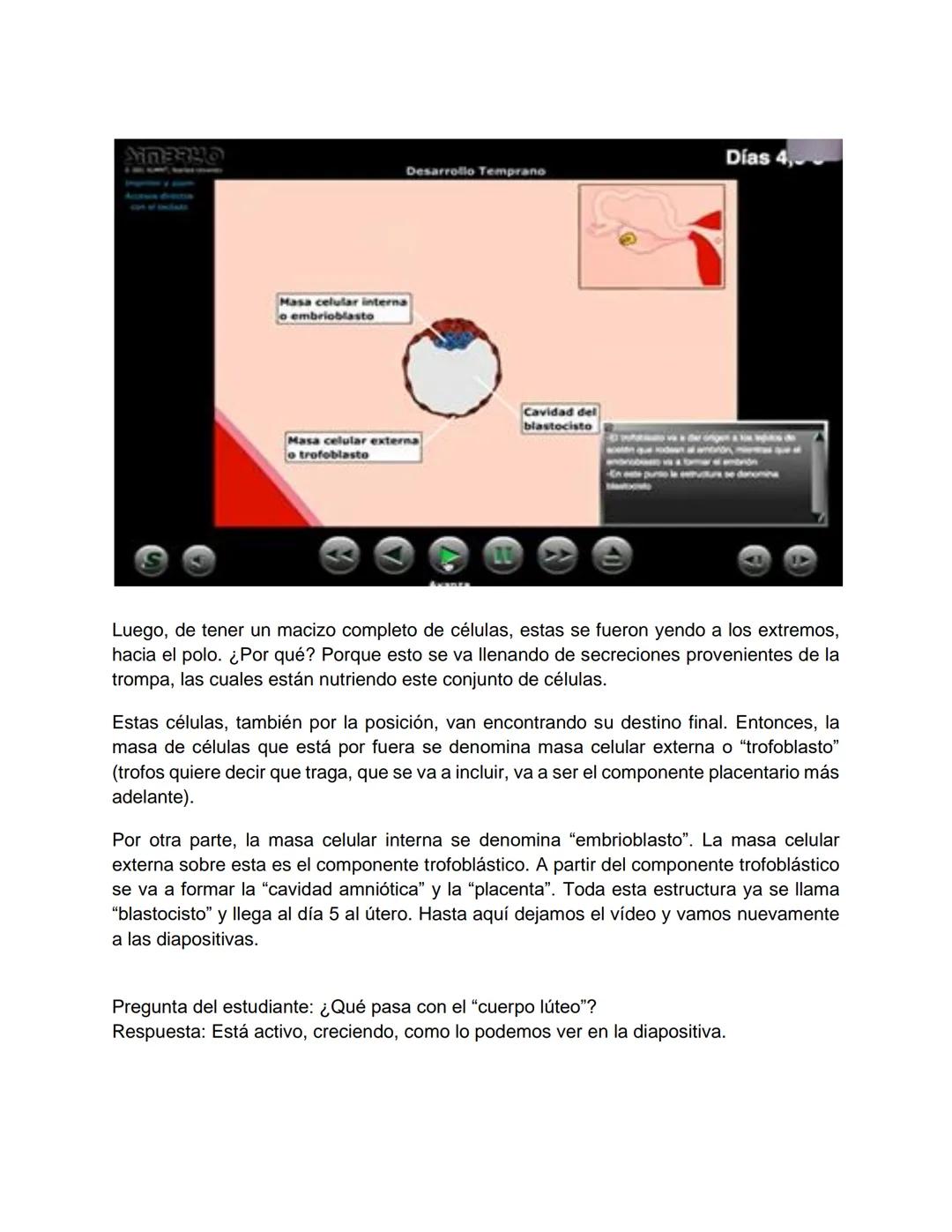 Transcripción clase de embriología - 22/10/20 - 9 a 11 a.m.
Tema de la clase: Gametogénesis, fecundación y período embrionario (1ª a 3ª
sema
