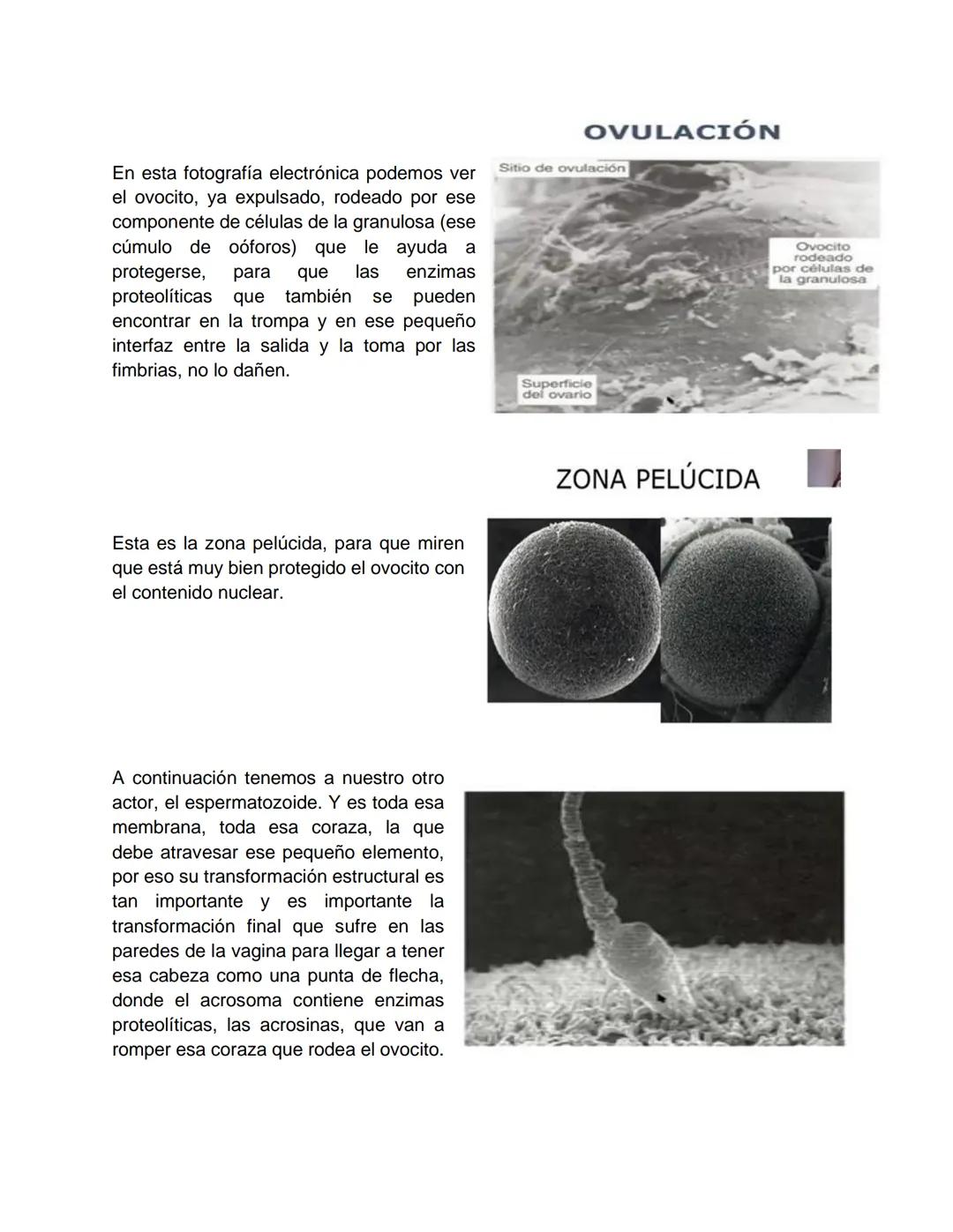 Transcripción clase de embriología - 22/10/20 - 9 a 11 a.m.
Tema de la clase: Gametogénesis, fecundación y período embrionario (1ª a 3ª
sema