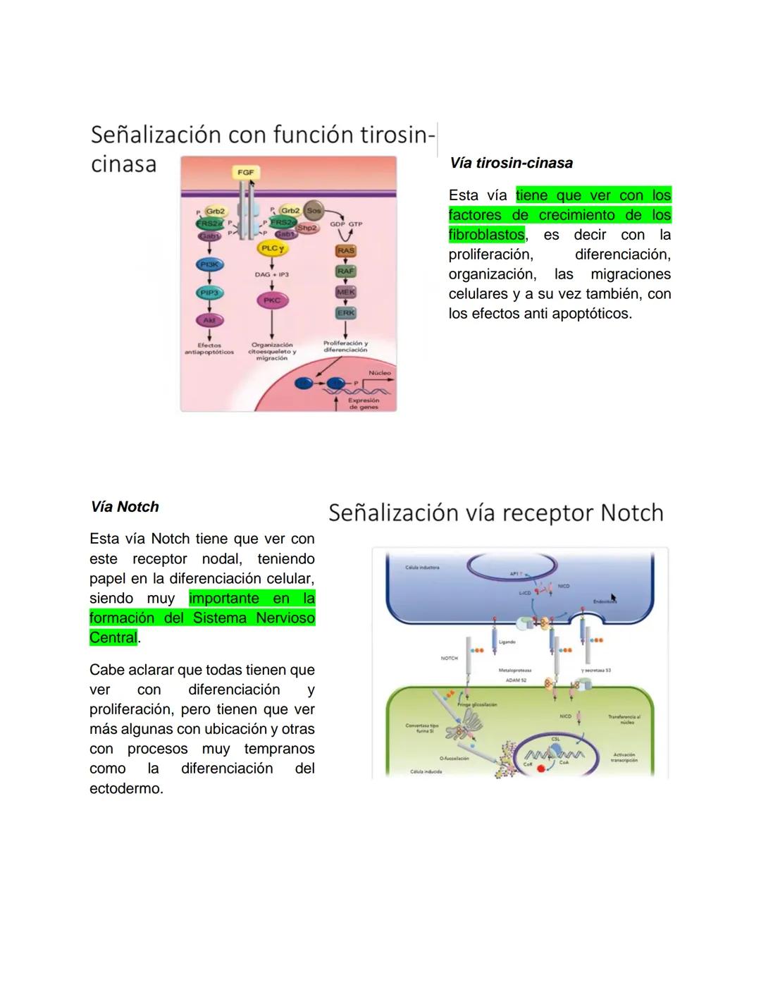 Transcripción clase de embriología - 22/10/20 - 9 a 11 a.m.
Tema de la clase: Gametogénesis, fecundación y período embrionario (1ª a 3ª
sema