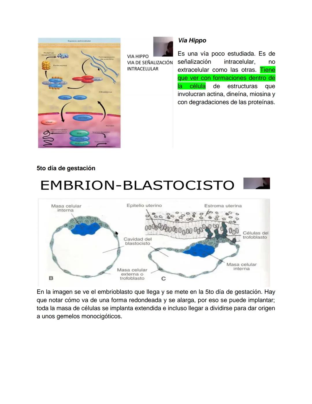 Transcripción clase de embriología - 22/10/20 - 9 a 11 a.m.
Tema de la clase: Gametogénesis, fecundación y período embrionario (1ª a 3ª
sema