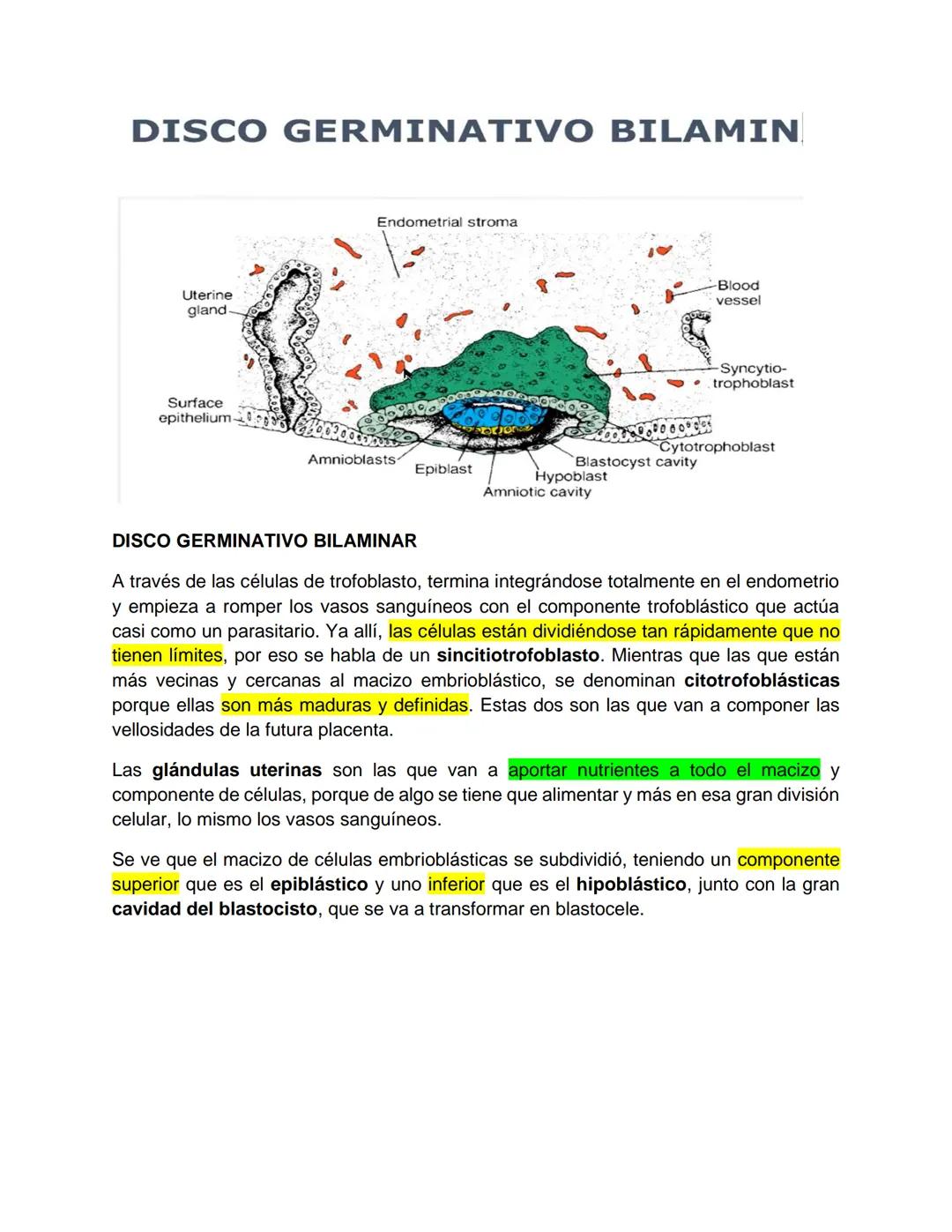 Transcripción clase de embriología - 22/10/20 - 9 a 11 a.m.
Tema de la clase: Gametogénesis, fecundación y período embrionario (1ª a 3ª
sema