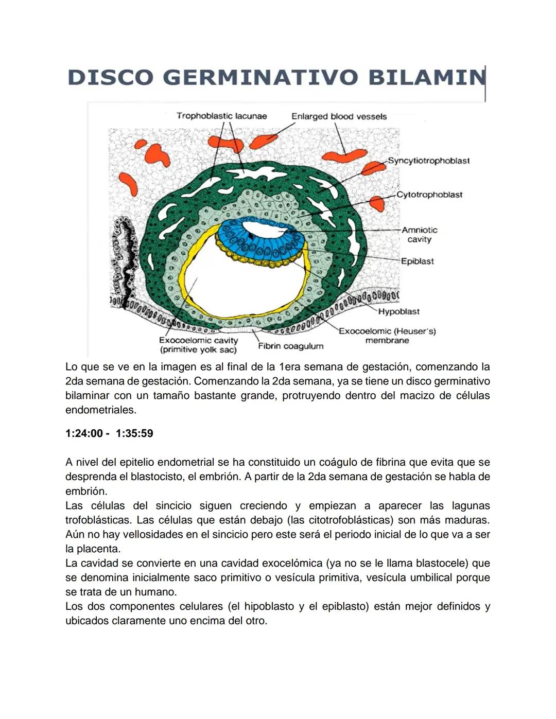 Transcripción clase de embriología - 22/10/20 - 9 a 11 a.m.
Tema de la clase: Gametogénesis, fecundación y período embrionario (1ª a 3ª
sema