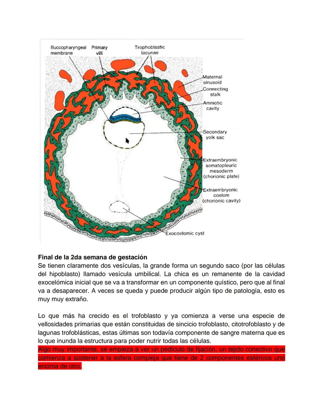 Transcripción clase de embriología - 22/10/20 - 9 a 11 a.m.
Tema de la clase: Gametogénesis, fecundación y período embrionario (1ª a 3ª
sema