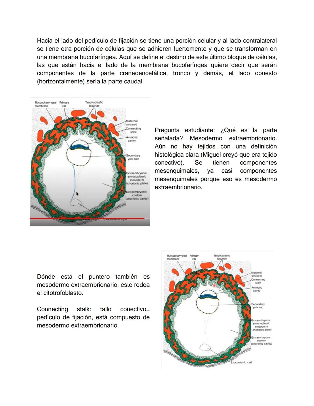 Transcripción clase de embriología - 22/10/20 - 9 a 11 a.m.
Tema de la clase: Gametogénesis, fecundación y período embrionario (1ª a 3ª
sema
