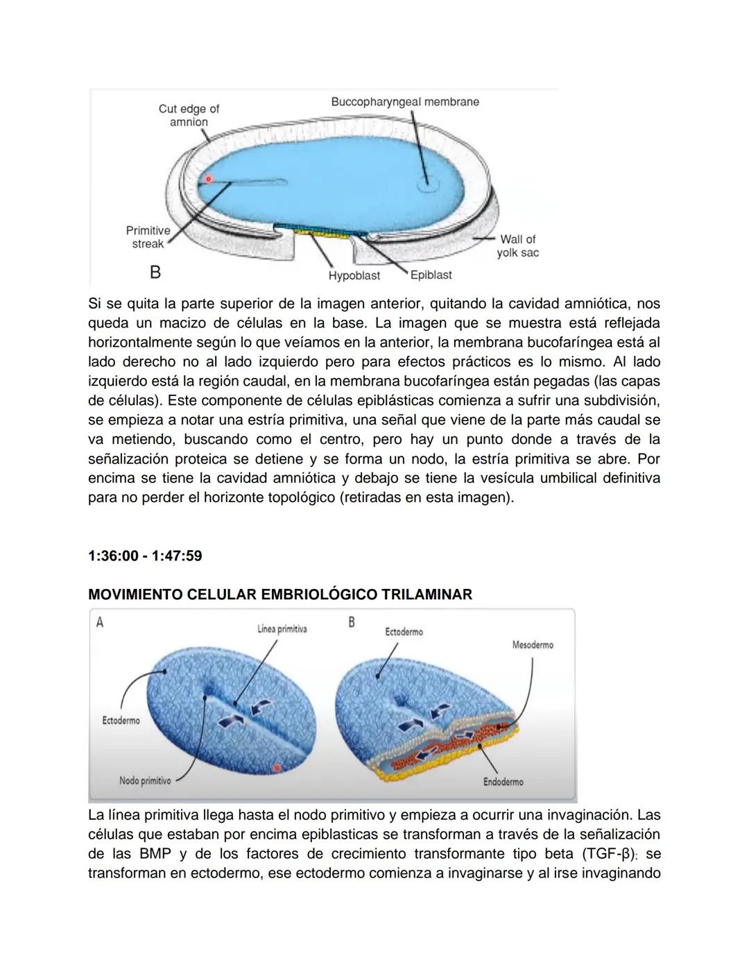 Transcripción clase de embriología - 22/10/20 - 9 a 11 a.m.
Tema de la clase: Gametogénesis, fecundación y período embrionario (1ª a 3ª
sema