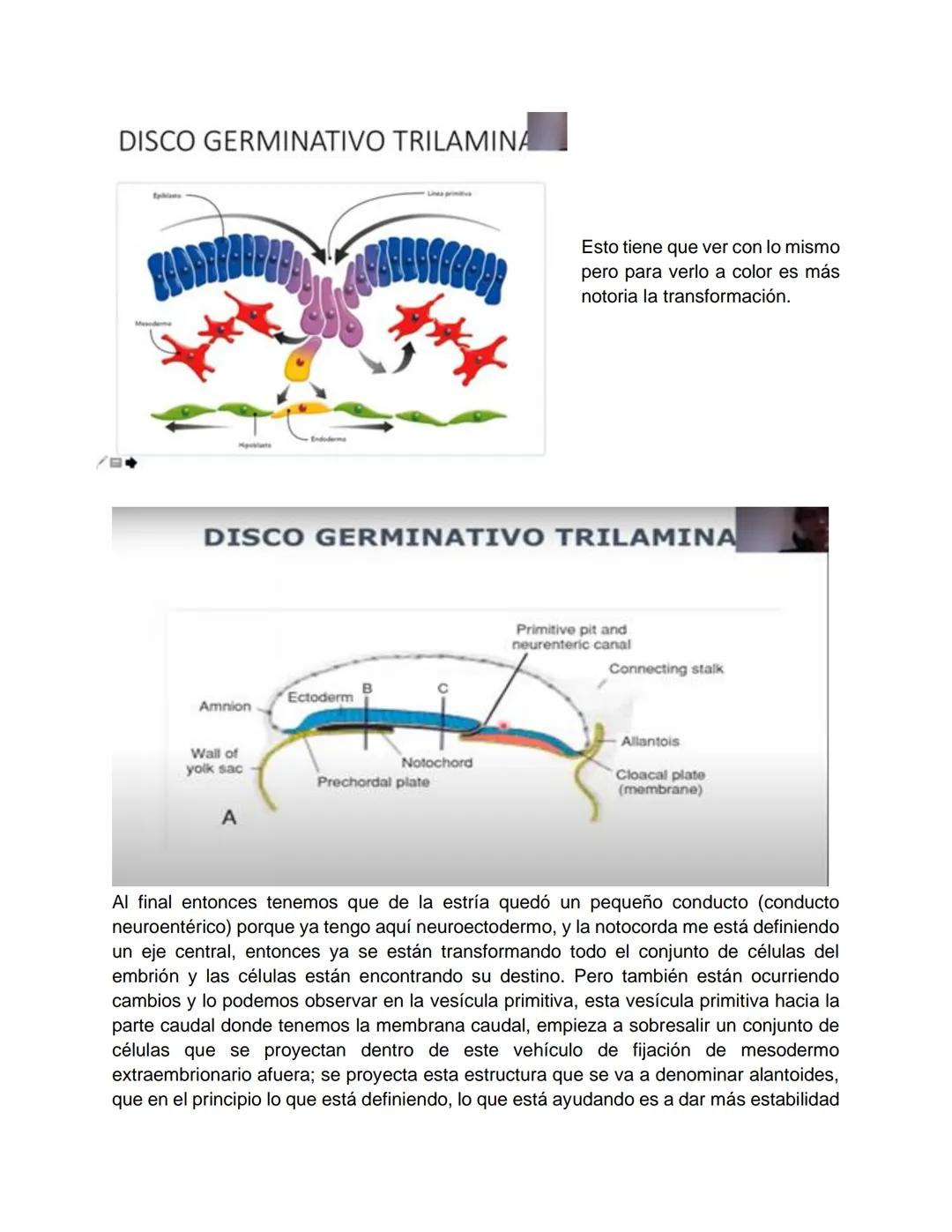 Transcripción clase de embriología - 22/10/20 - 9 a 11 a.m.
Tema de la clase: Gametogénesis, fecundación y período embrionario (1ª a 3ª
sema