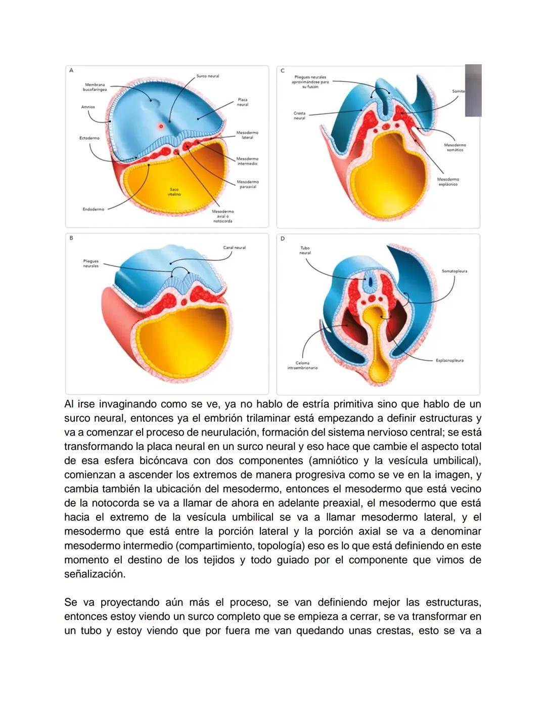 Transcripción clase de embriología - 22/10/20 - 9 a 11 a.m.
Tema de la clase: Gametogénesis, fecundación y período embrionario (1ª a 3ª
sema