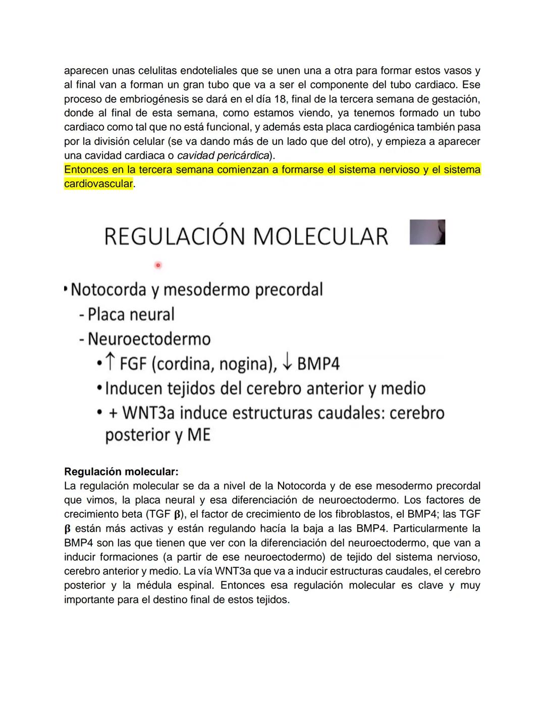 Transcripción clase de embriología - 22/10/20 - 9 a 11 a.m.
Tema de la clase: Gametogénesis, fecundación y período embrionario (1ª a 3ª
sema