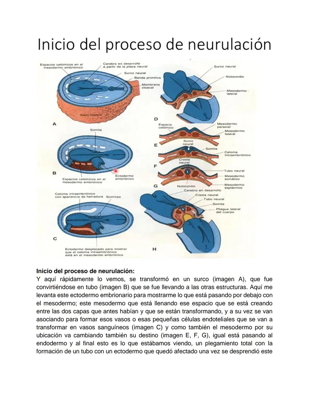 Transcripción clase de embriología - 22/10/20 - 9 a 11 a.m.
Tema de la clase: Gametogénesis, fecundación y período embrionario (1ª a 3ª
sema