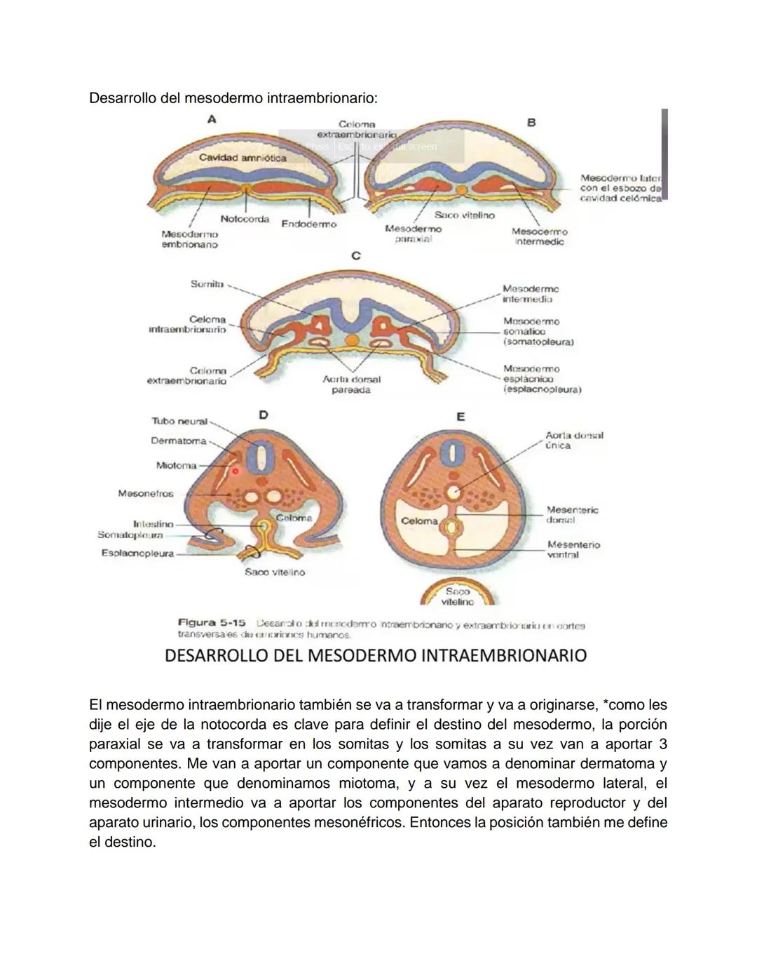 Transcripción clase de embriología - 22/10/20 - 9 a 11 a.m.
Tema de la clase: Gametogénesis, fecundación y período embrionario (1ª a 3ª
sema