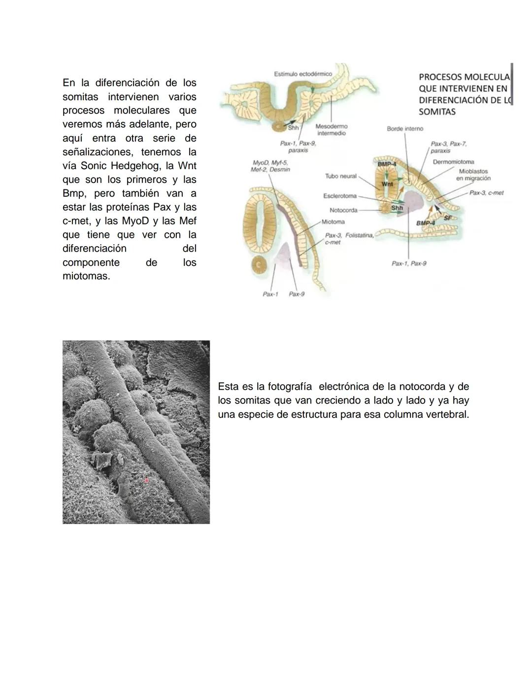 Transcripción clase de embriología - 22/10/20 - 9 a 11 a.m.
Tema de la clase: Gametogénesis, fecundación y período embrionario (1ª a 3ª
sema
