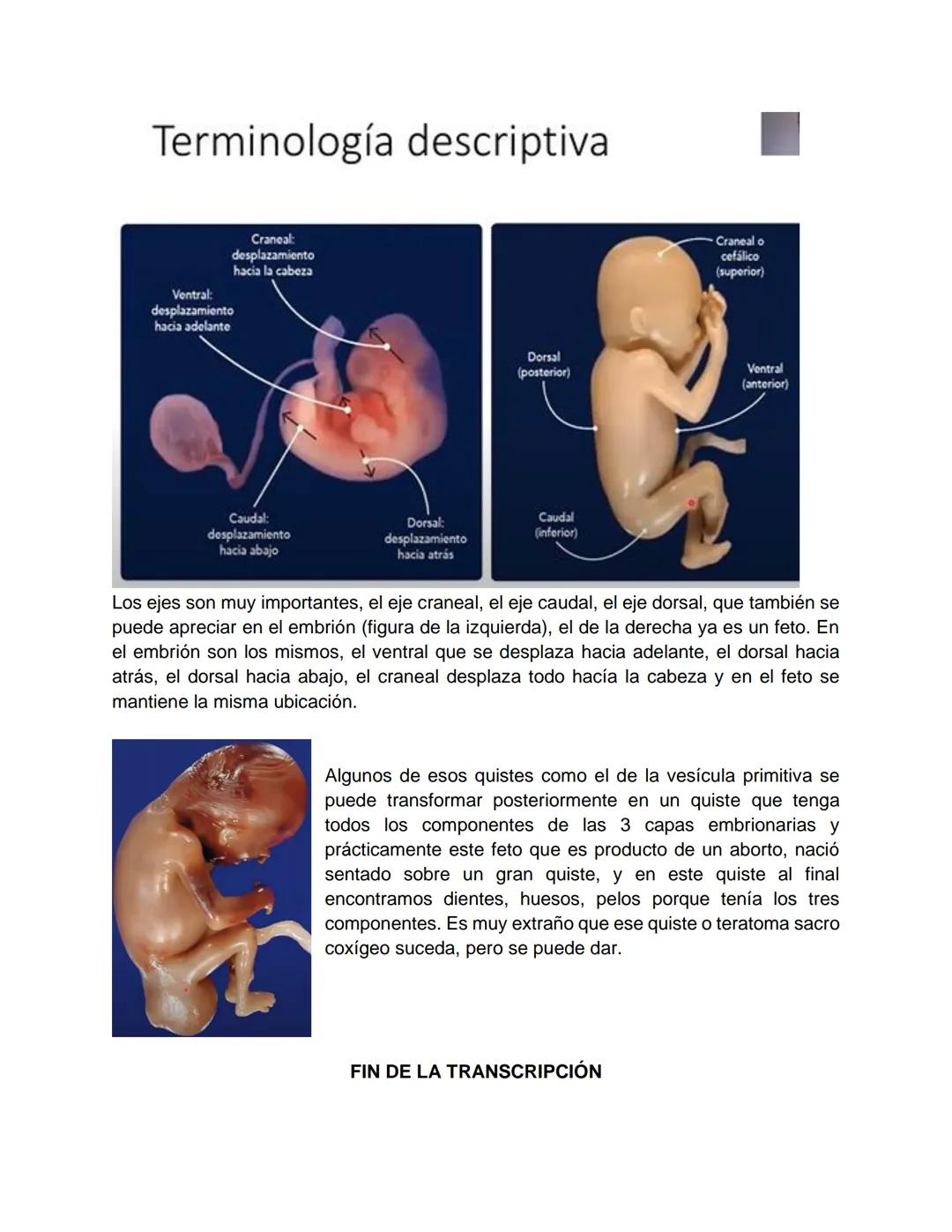 Transcripción clase de embriología - 22/10/20 - 9 a 11 a.m.
Tema de la clase: Gametogénesis, fecundación y período embrionario (1ª a 3ª
sema