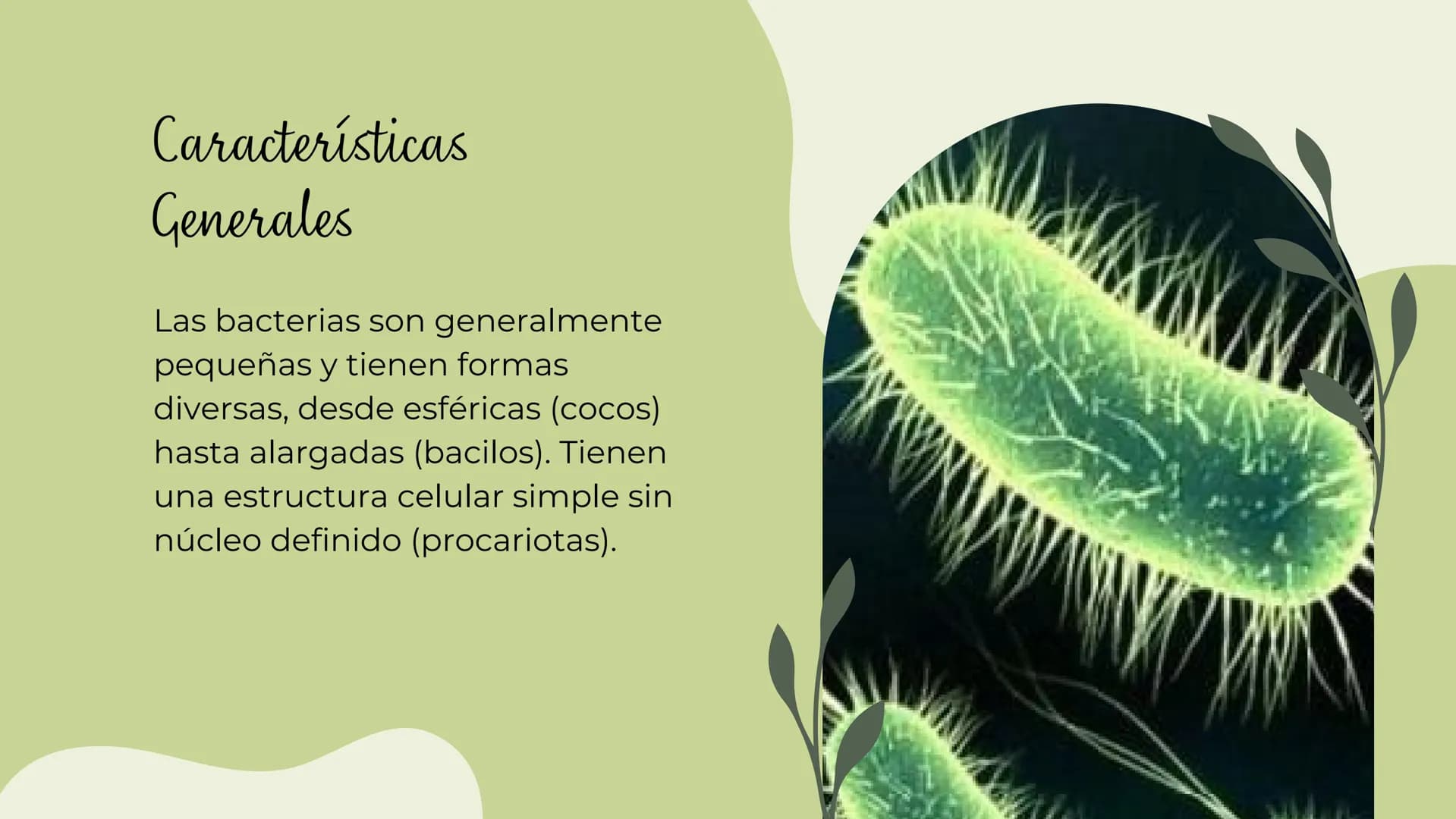 Bacterias
MICROORGANISMOS
UBICUOS Las bacterias son microorganismos
unicelulares existen en una amplia
que
variedad de ambientes, incluyendo