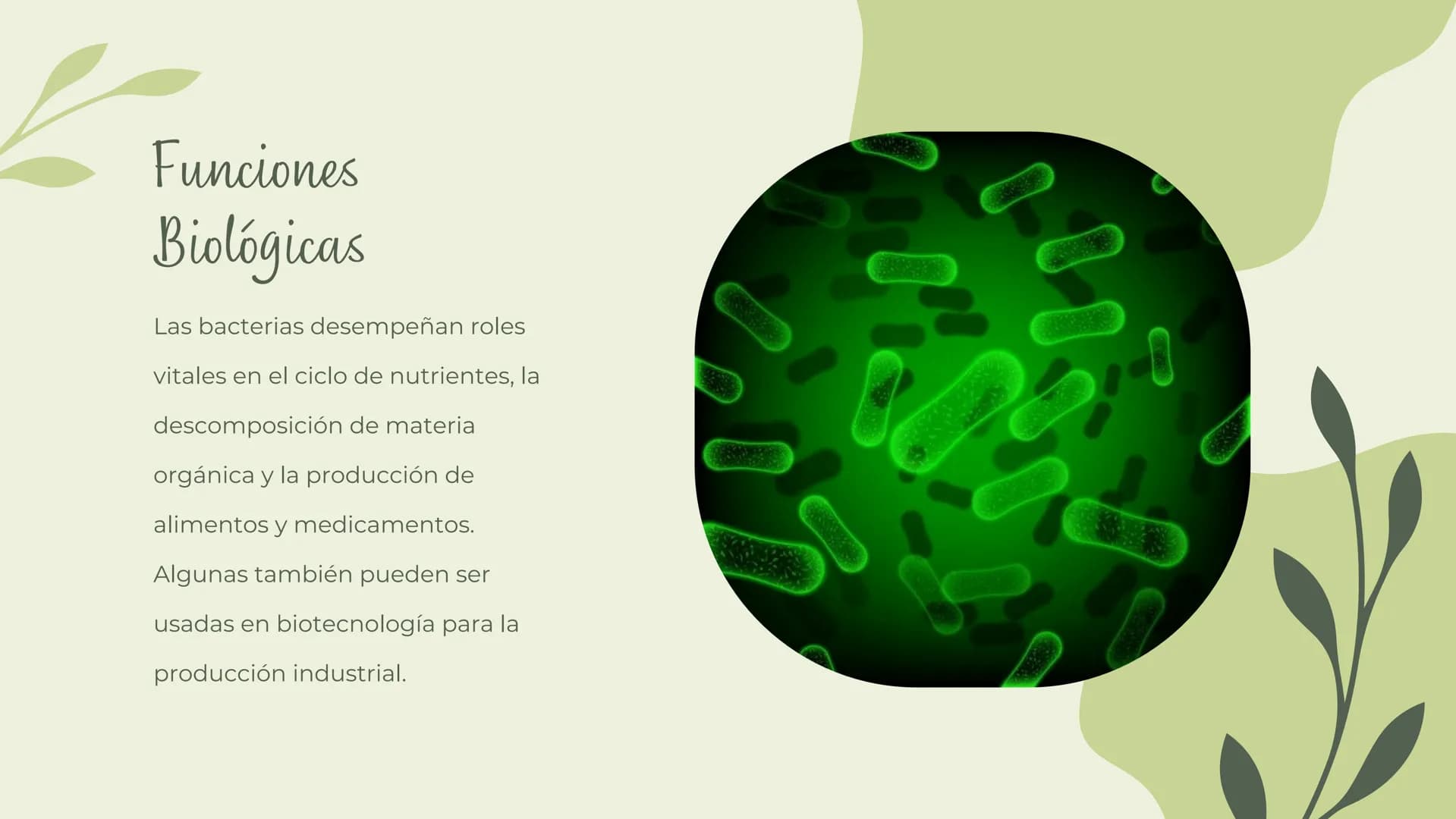 Bacterias
MICROORGANISMOS
UBICUOS Las bacterias son microorganismos
unicelulares existen en una amplia
que
variedad de ambientes, incluyendo