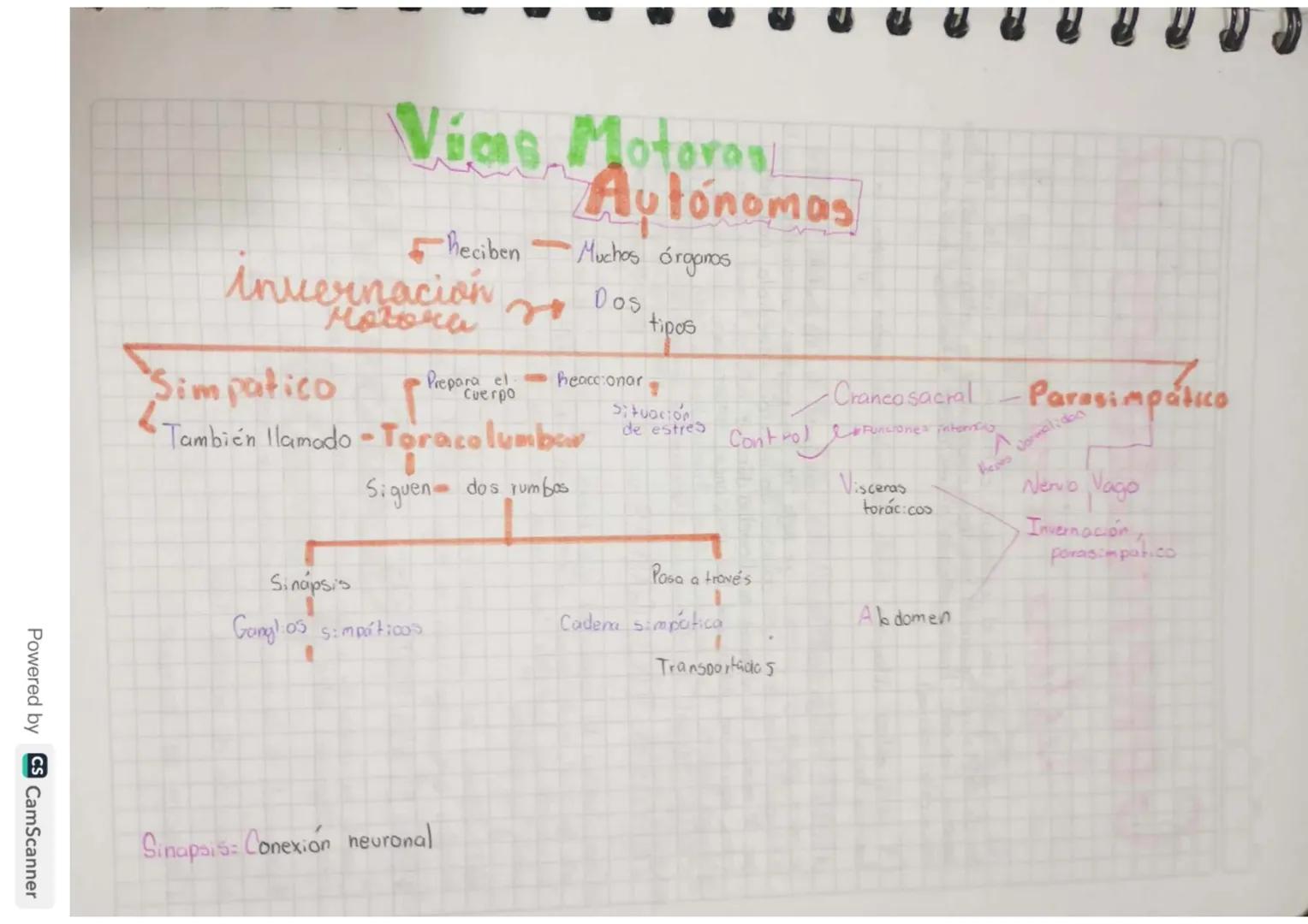 Vias Motoras
Autónomas
- heciben Muchos órganos
inuernación Dos tipos
Motora
Simpatico r
Prepara el heaccionar
epo Cuerpo
También llamado - 