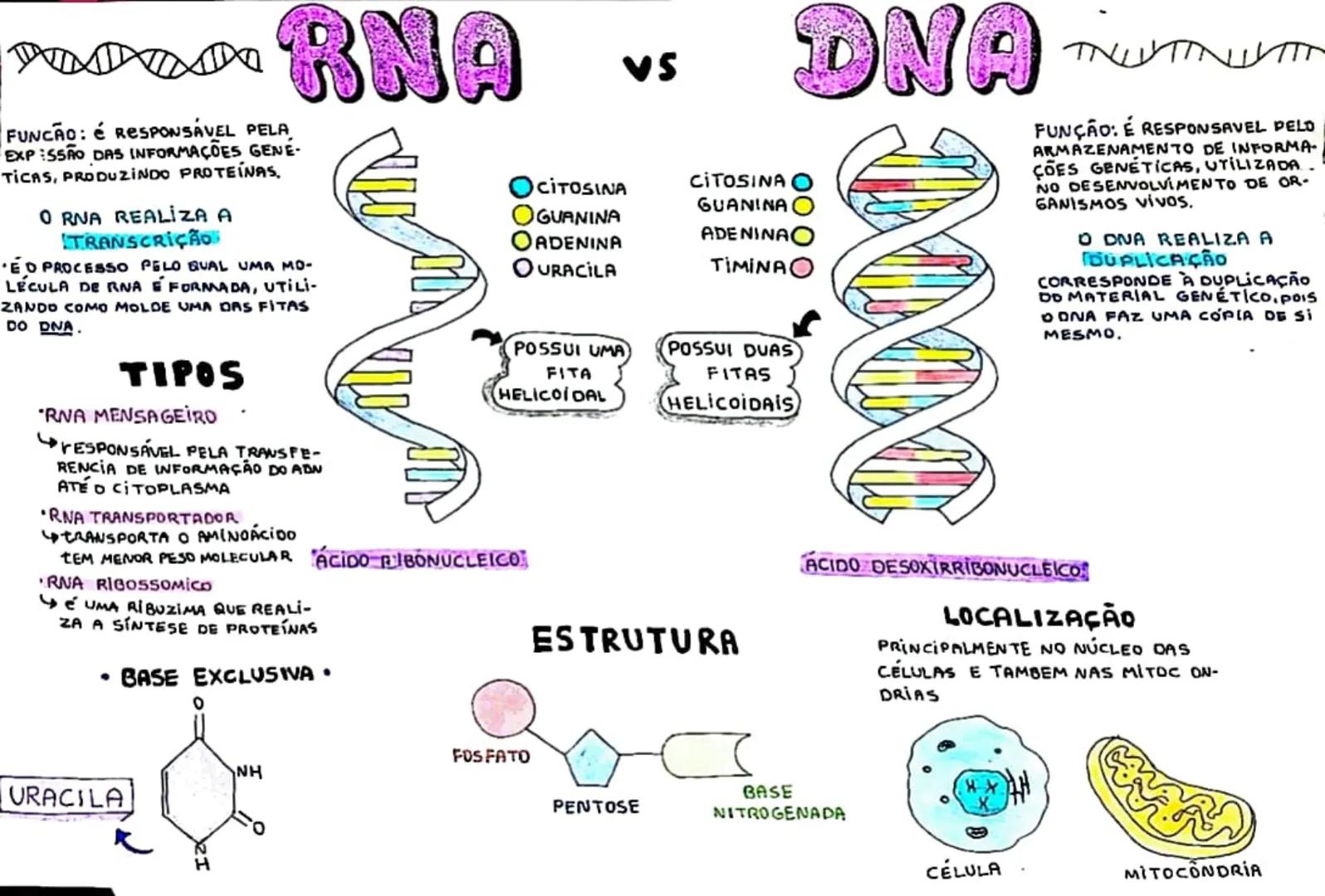 # RNA vs DNA

FUNCÃO: É RESPONSÁVEL PELA,
EXP:SSÃO DAS INFORMAÇÕES GENE-
TICAS, PRODUZINDO PROTEÍNAS.

O RNA REALIZA A
TRANSCRIÇÃO

ED PROCE