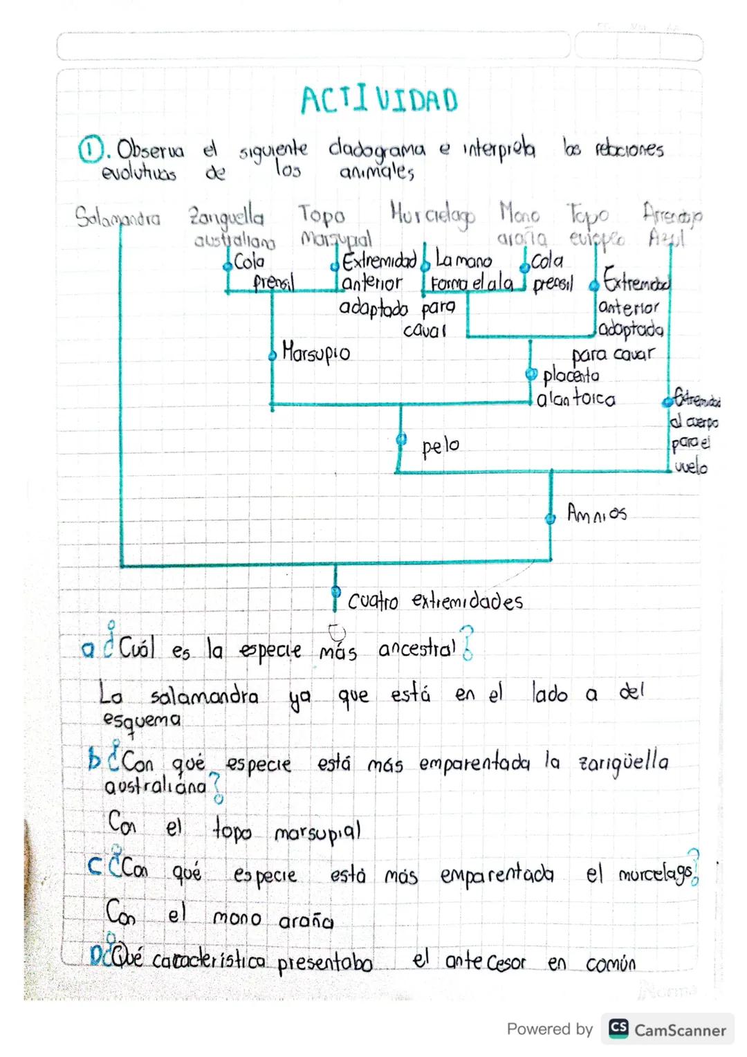 ACTIVIDAD
①. Observa el siguiente dadograma e interpreta bo retociones
evoluhuas
de
103
animales
Salamandra Zanguella Topo Murcielago Mono T