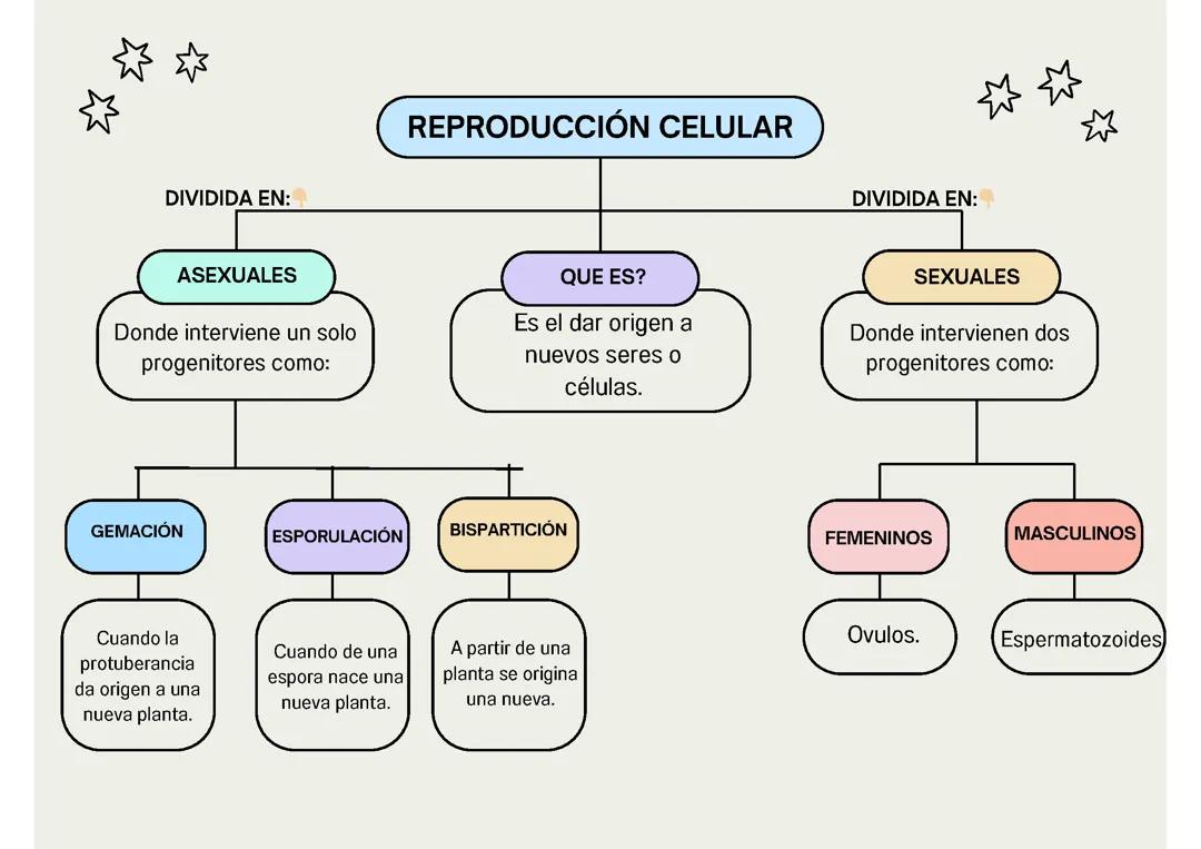 Reproducción Celular (Sexual y Asexual) 