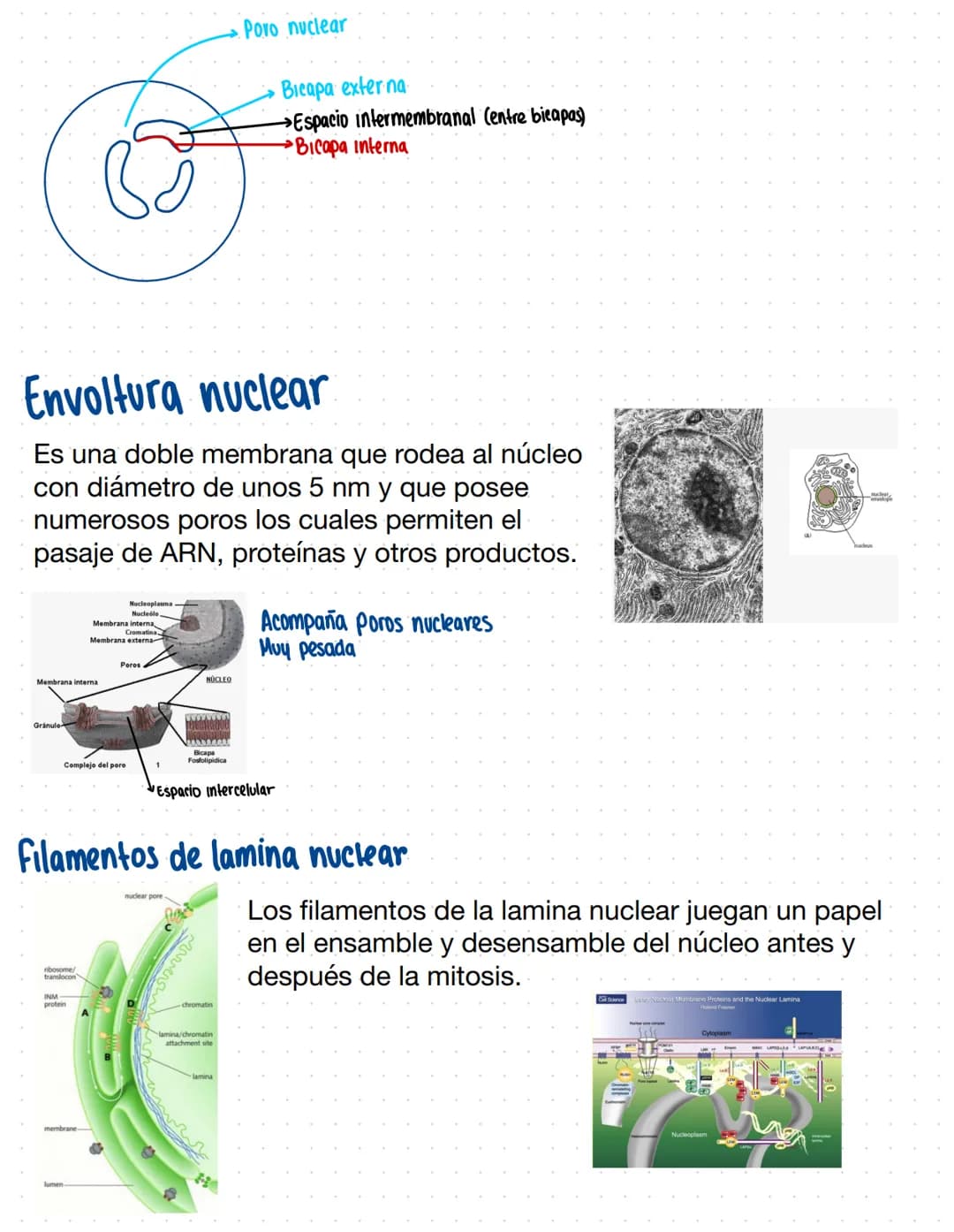 Clase 9
Núcleo
→Definición (parte central) Define las funciones
1 ubicación: En el centro (casi siempre)
Hacen comunicación
Tiene 2 bicapas 