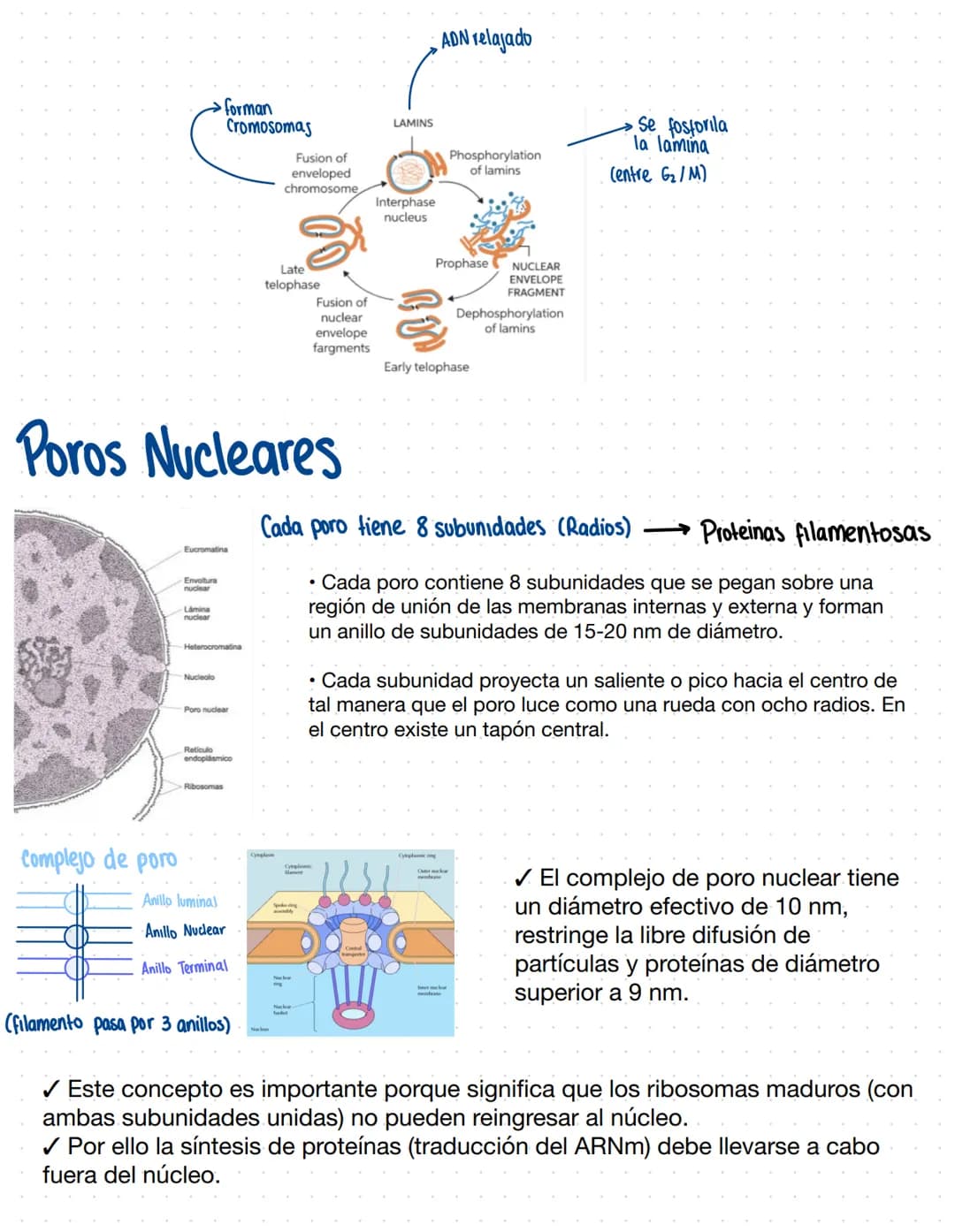 Clase 9
Núcleo
→Definición (parte central) Define las funciones
1 ubicación: En el centro (casi siempre)
Hacen comunicación
Tiene 2 bicapas 