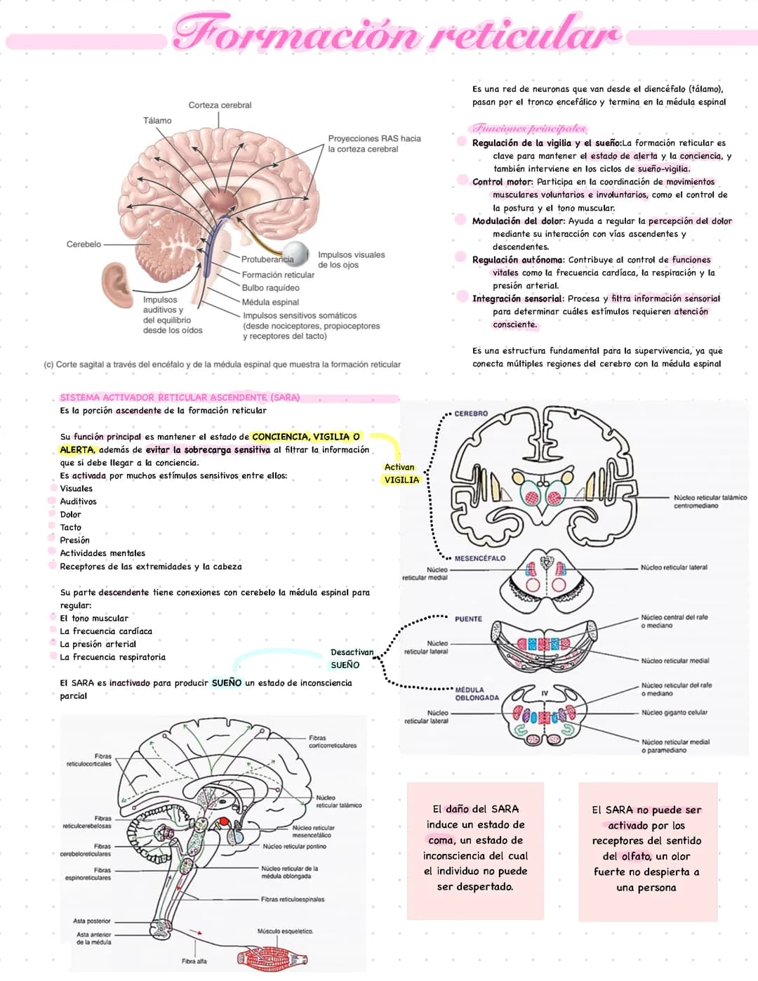 FORMACIÓN RETICULAR