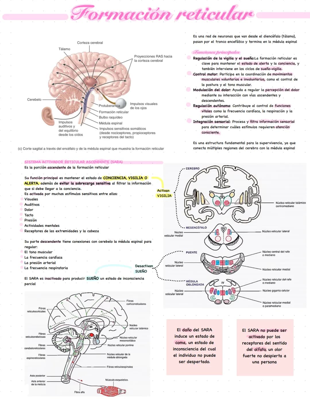 Formación reticular
Cerebelo
Corteza cerebral
Tálamo
Impulsos
auditivos y
del equilibrio
desde los oídos
Protuberancia
Formación reticular
B