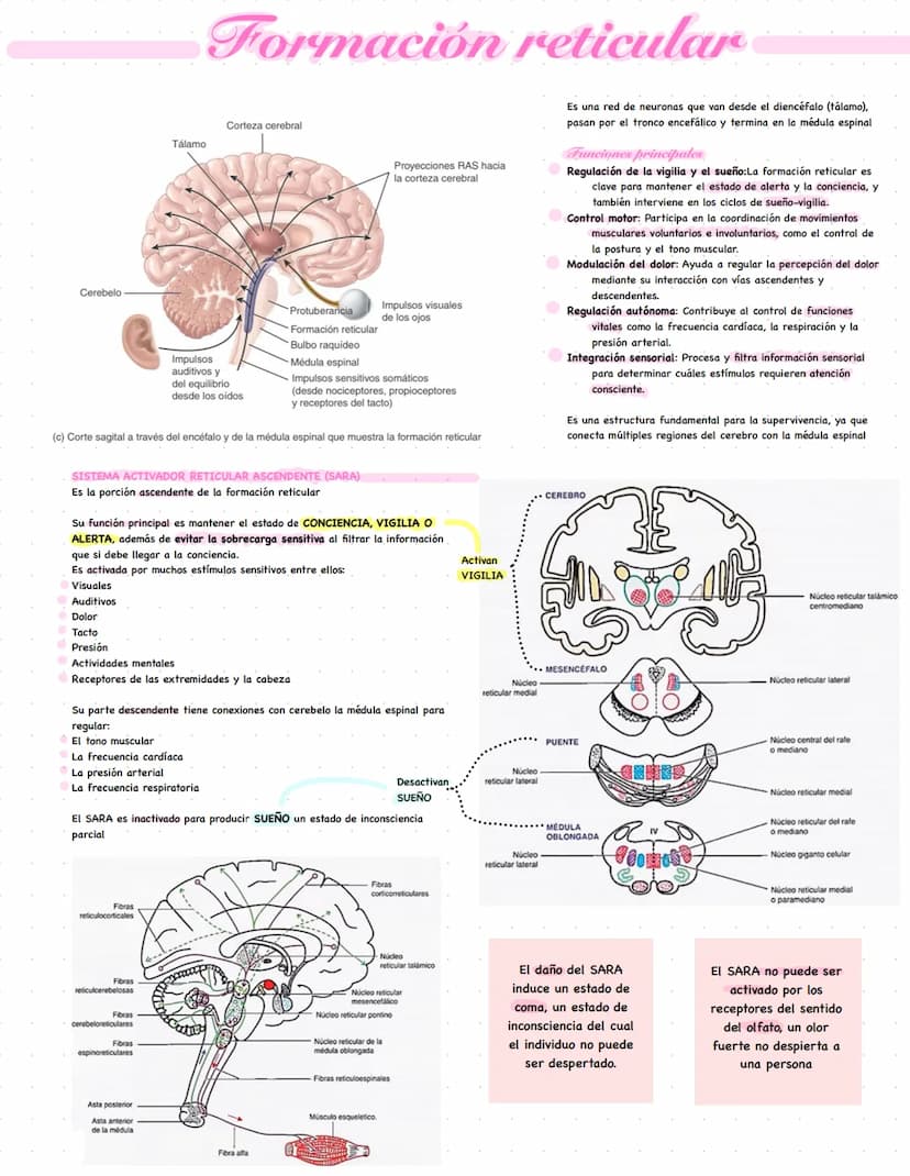 Formación reticular
Cerebelo
Corteza cerebral
Tálamo
Impulsos
auditivos y
del equilibrio
desde los oídos
Protuberancia
Formación reticular
B