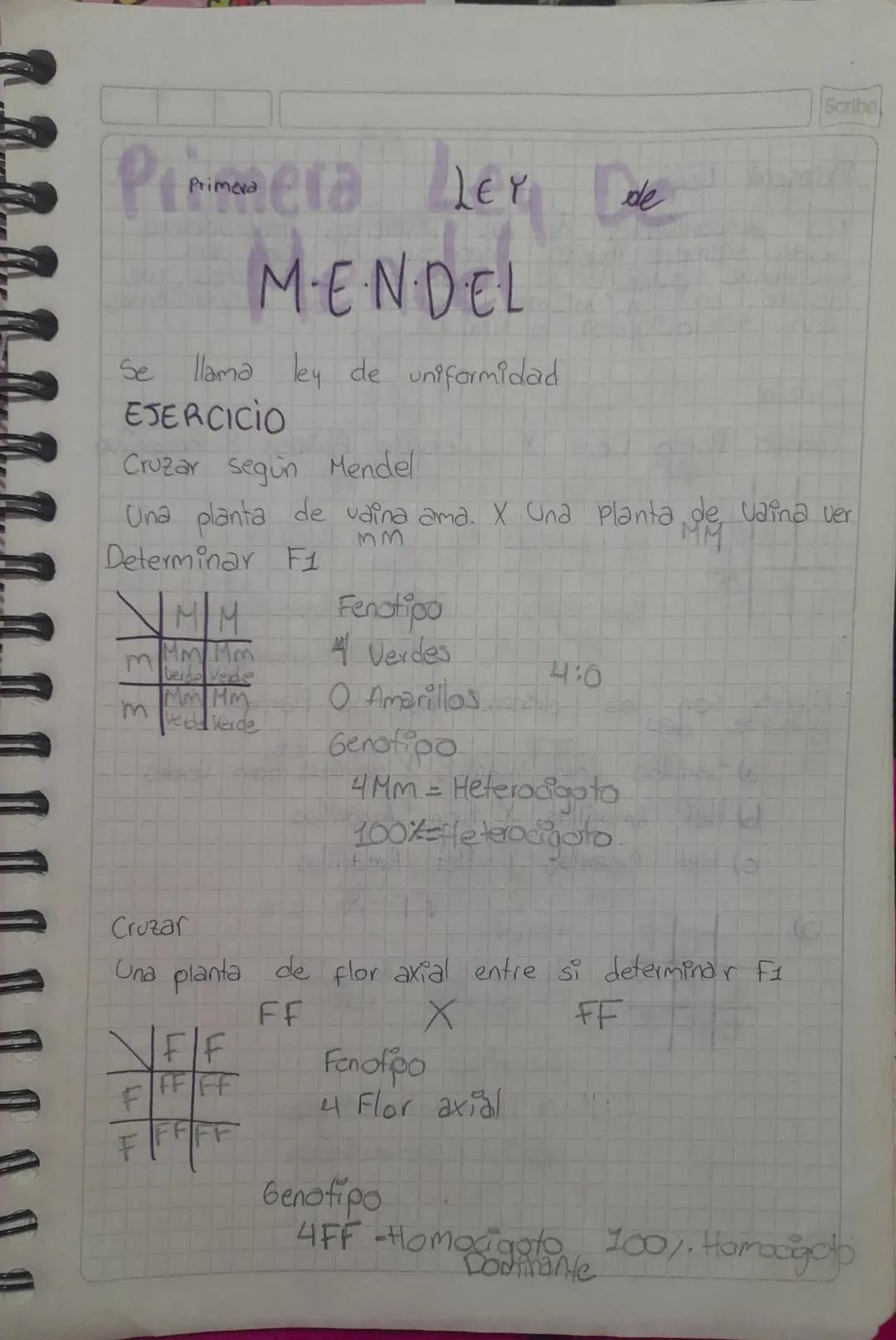 Scribe
LEY
de
Primera Ley De
MENDEL
Se
llama ley de uniformidad
EJERCICIO
Cruzar segun Mendel
Una planta de vaina ama. X Una Planta de vaina